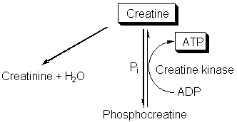 creatine2.gif#s-332,172