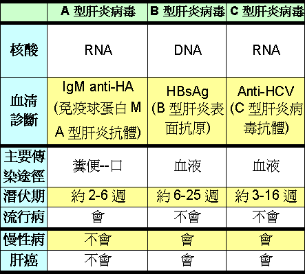 健康族 B型肝炎hepatitis B